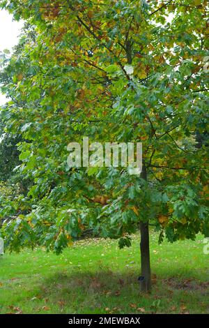 Quercus Rubra 'Aurea' Stockfoto