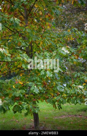 Quercus Rubra 'Aurea' Stockfoto
