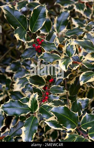 Ileex aquifolium „Madame Briot“ Stockfoto