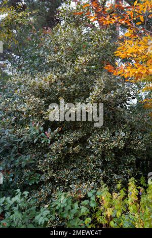 Ileex aquifolium „Madame Briot“ Stockfoto