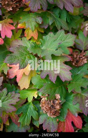 Hydrangea quercifolia Schneekönigin „Flemygea“ Stockfoto