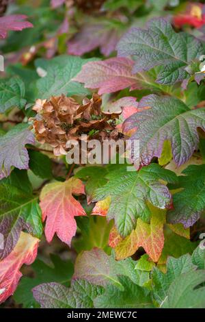 Hydrangea quercifolia Schneekönigin „Flemygea“ Stockfoto