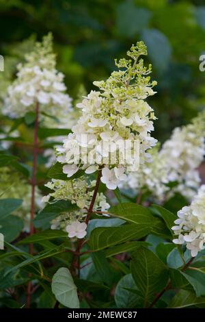 Hortensia paniculata Pinky-Winky „Dvppinky“ Stockfoto