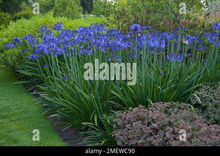 Agapanthus "Northern Star" Stockfoto
