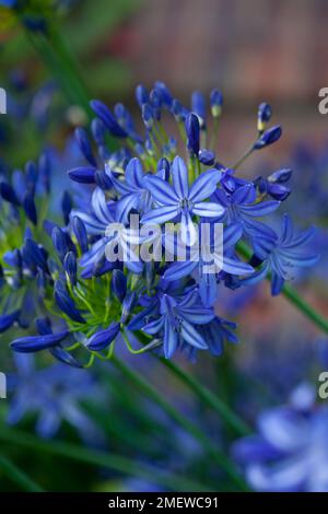 Agapanthus "Northern Star" Stockfoto