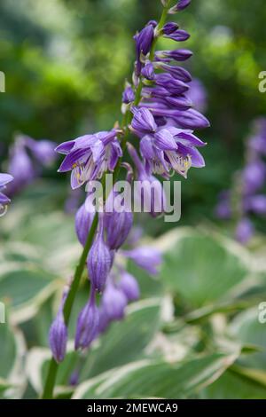 Hosta ventricosa var aureomaculata Stockfoto