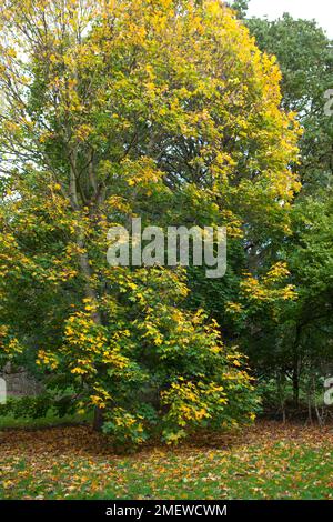 Acer platanoides „Columnare“ Stockfoto