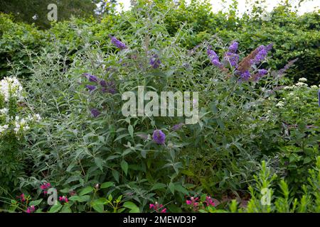 Buddleja davidii Nanho Violett = „Monum“ Stockfoto