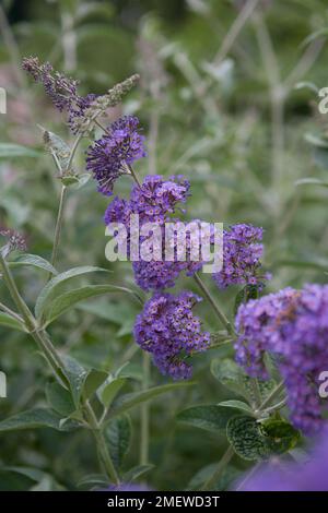 Buddleja davidii Nanho Violett = „Monum“ Stockfoto