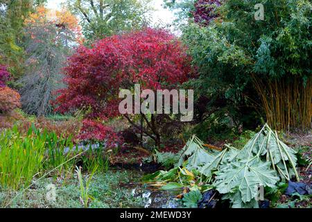 Acer palmatum "Burgundy Lace" Stockfoto