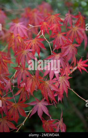 Acer palmatum „Beni-kagami“ Stockfoto