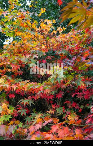 Acer palmatum var. Dissectum „Inaba-shidare“ Stockfoto