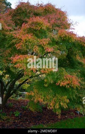 Acer palmatum var. Dissectum „Seiryu“ Stockfoto