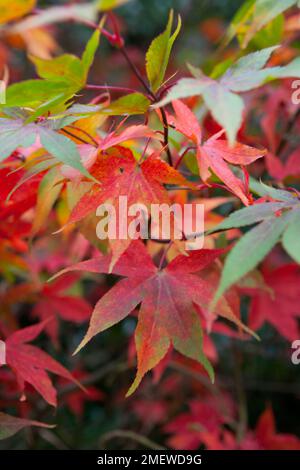 Acer palmatum var. Dissectum „Inaba-shidare“ Stockfoto