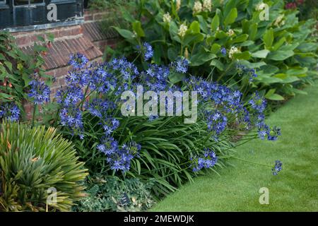 Agapanthus "Northern Star" Stockfoto