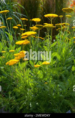 Achillea filipendulina „Gold Plate“ Stockfoto