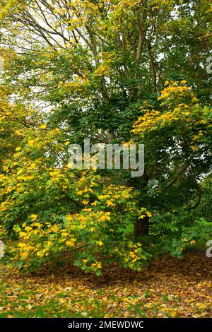 Acer platanoides „Columnare“ Stockfoto