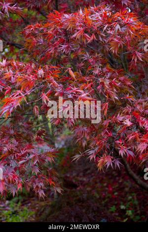 Acer palmatum "Burgundy Lace" Stockfoto