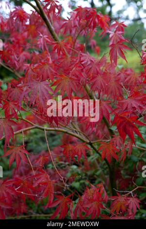 Acer palmatum „Beni-kagami“ Stockfoto