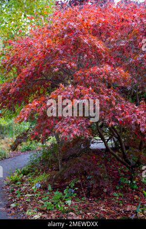 Acer palmatum "Burgundy Lace" Stockfoto