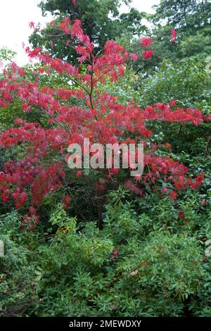 Acer palmatum „Beni-kagami“ Stockfoto