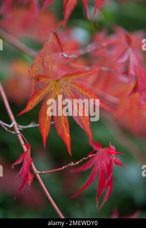 Acer palmatum „Beni-kagami“ Stockfoto