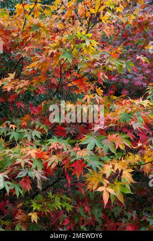 Acer palmatum var. Dissectum „Inaba-shidare“ Stockfoto