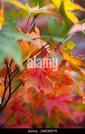 Acer palmatum var. Dissectum „Inaba-shidare“ Stockfoto