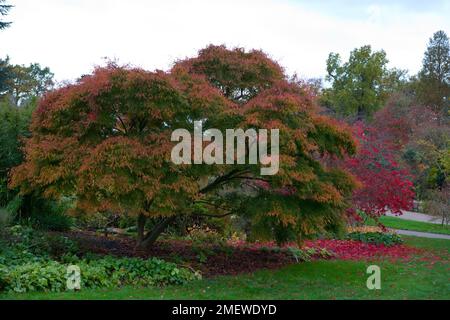 Acer palmatum var. Dissectum „Seiryu“ Stockfoto