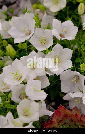 Campanula 'Clips White' NICHT SICHER Stockfoto