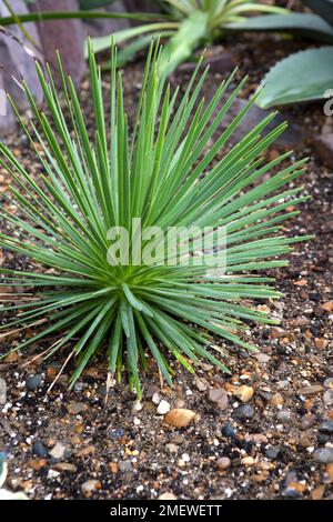 Agave Stricta „Sea Urchin Plant“ Stockfoto