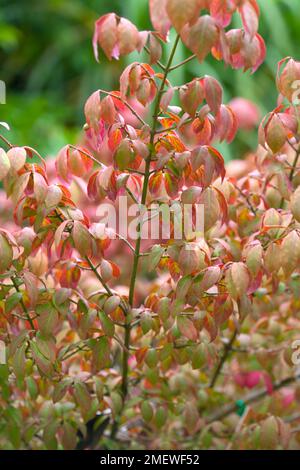 Euonymus alatus „geflügelter Spindelbaum“ Stockfoto