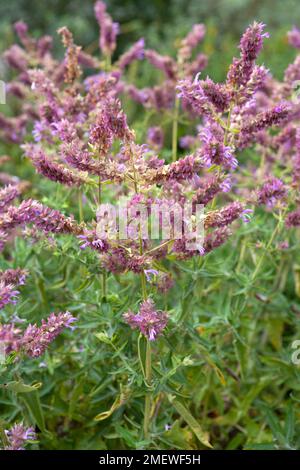 Salvia canariensis „Kanarische Insel Salbei“ Stockfoto