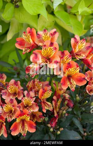 Alstroemeria Indian Summer 'Tesronto' Stockfoto