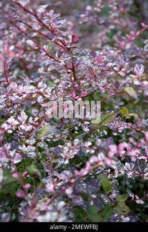 Berberis thunbergii f atropurpurea „Rose Glow“ Stockfoto