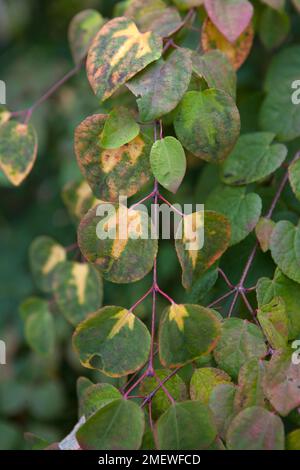 Cercidiphyllum japonicum „Boyd's Zwarf“ Stockfoto