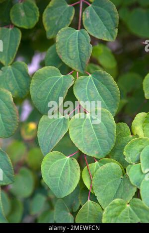 Cercidiphyllum japonicum „Boyd's Zwarf“ Stockfoto