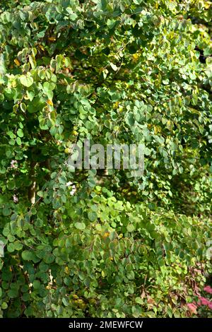 Cercidiphyllum japonicum „Boyd's Zwarf“ Stockfoto