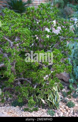 Crassula ovata „Gollum“ Stockfoto