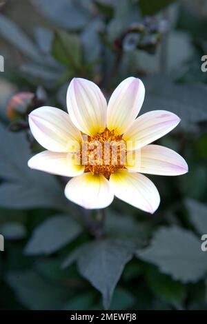 Dahlia „Happy Days Cream-White Hwd79“ Stockfoto