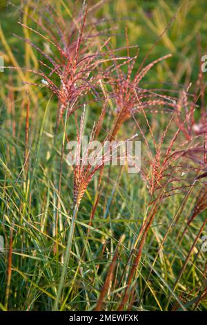 Miscanthus sinensis 'Yakushima Dwarf' Stockfoto