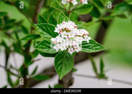 Strauch mit vielen zarten weißen Blüten der Viburnum carlesii-Pflanze, die allgemein als arrowwood oder koreanisches Gewürz Viburnum bekannt ist, in einem Garten in einem sonnigen Frühling Stockfoto