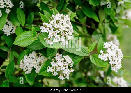 Strauch mit vielen zarten weißen Blüten der Viburnum carlesii-Pflanze, die allgemein als arrowwood oder koreanisches Gewürz Viburnum bekannt ist, in einem Garten in einem sonnigen Frühling Stockfoto