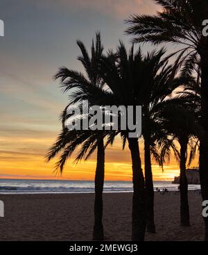 Atardecer en Benidorm en la playa de Poniente con silueta de palmeras, España Stockfoto