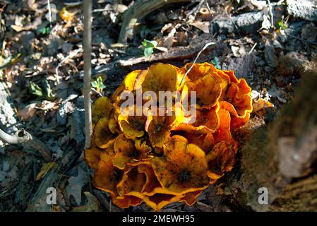 Hühnchen-Pilz in Pennsylvania Stockfoto