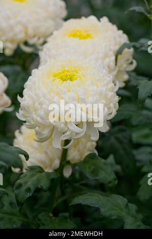 Chrysanthemum „Fred Shoesmith“ Stockfoto