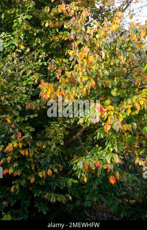 Parrotia Persica "Vanessa" Stockfoto