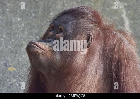 Borneo-Orang-Utan (Pongo pygmaeus), in Gefangenschaft Stockfoto