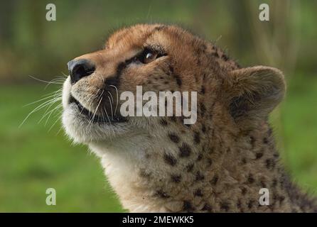 Weiblicher Gepard (Acinonyx jubatus) genannt Mia, Captive Stockfoto