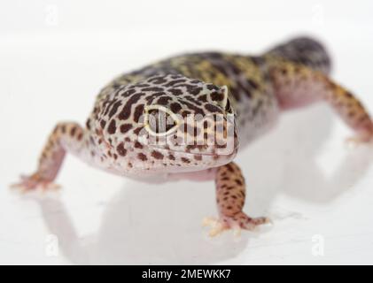 Östlicher Leopardengecko (Eublepharis macularius) im Studio, in Gefangenschaft Stockfoto